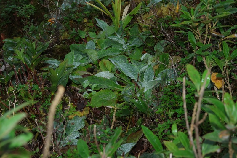 Podolepis monticola photo 2
