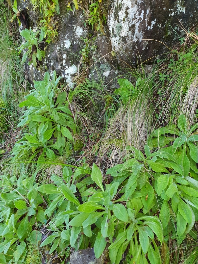 Podolepis monticola photo 3