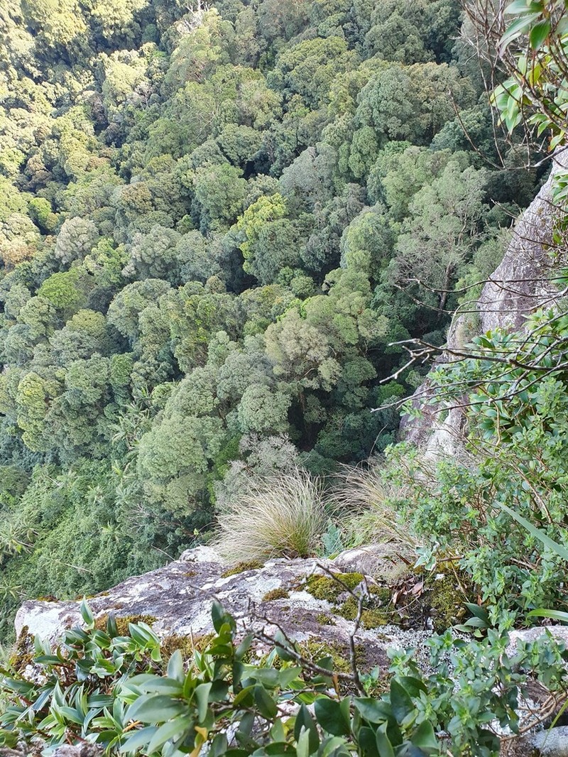 Podolepis monticola photo 4