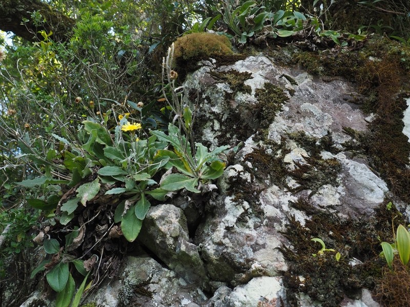Podolepis monticola photo 5