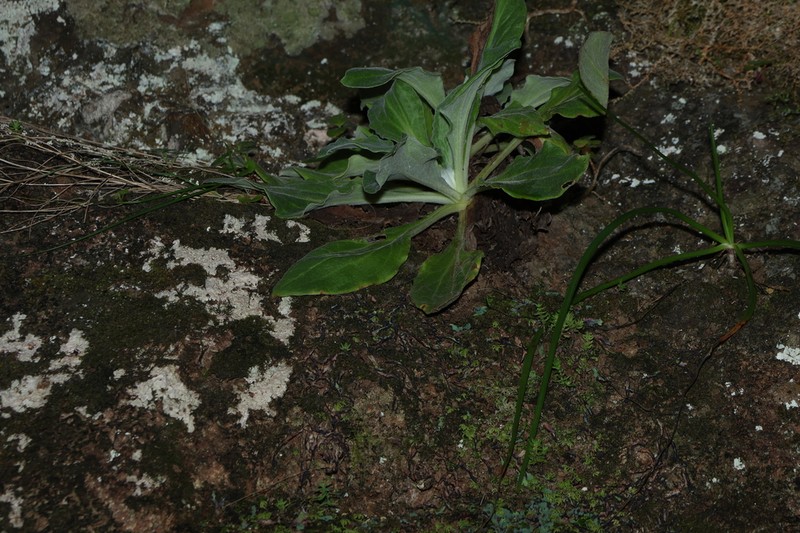 Podolepis monticola photo 6