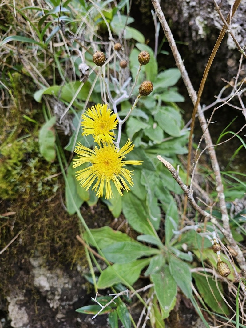 Podolepis monticola photo 7