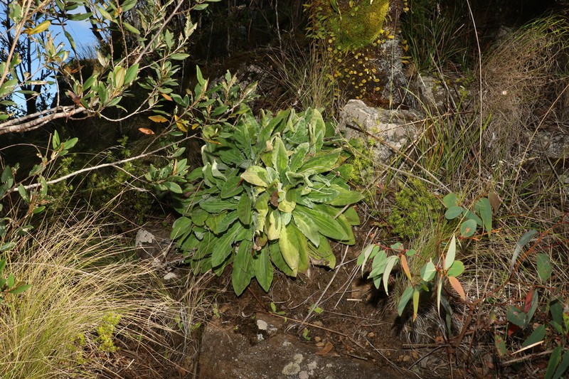 Podolepis monticola photo 8