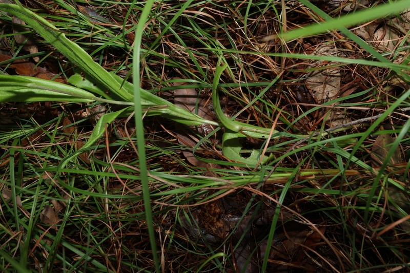 Podolepis neglecta