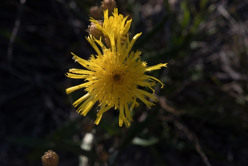 Podolepis neglecta photo 2