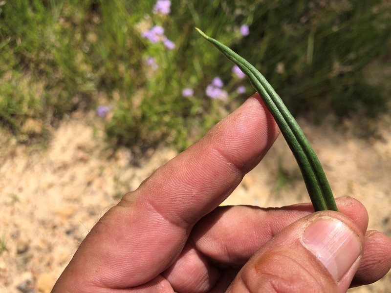 Podolepis neglecta photo 3