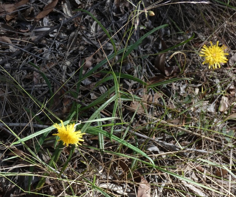 Podolepis neglecta photo 4