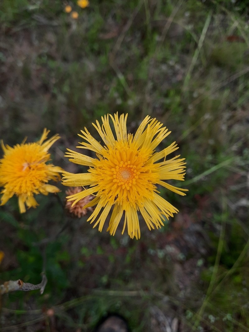 Podolepis neglecta photo 5