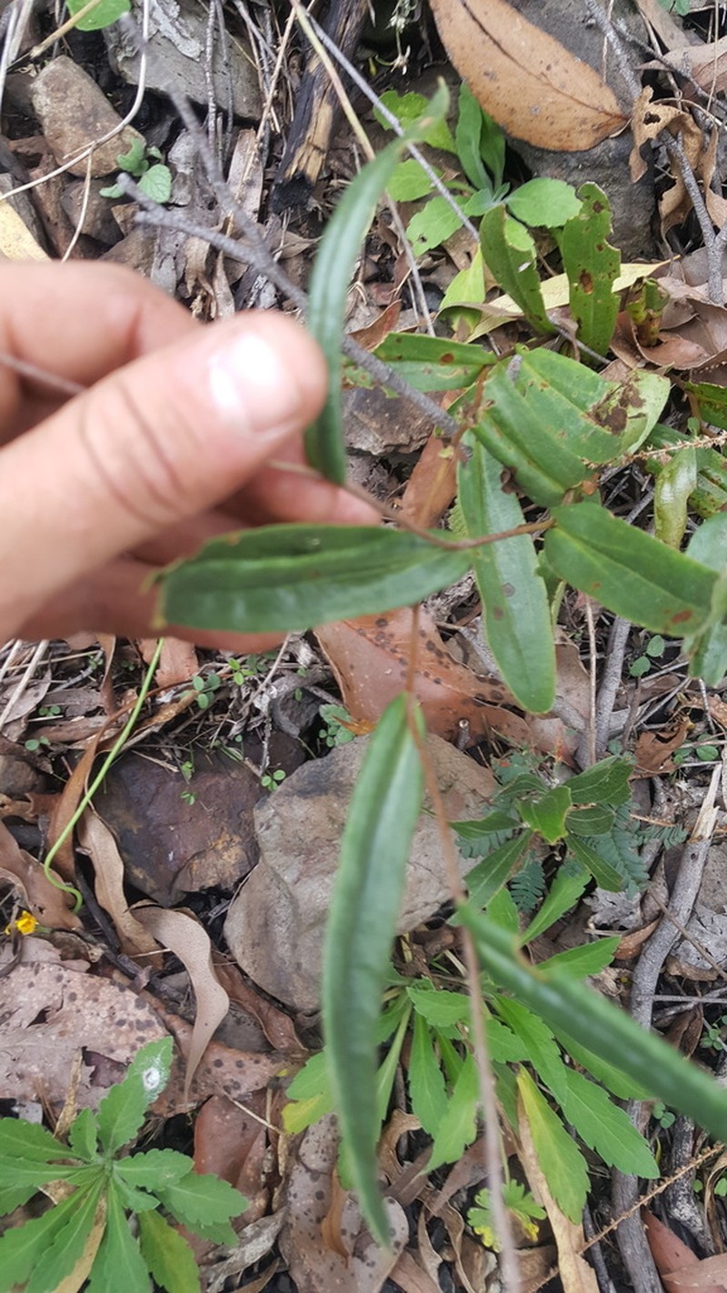 Podolepis neglecta photo 6