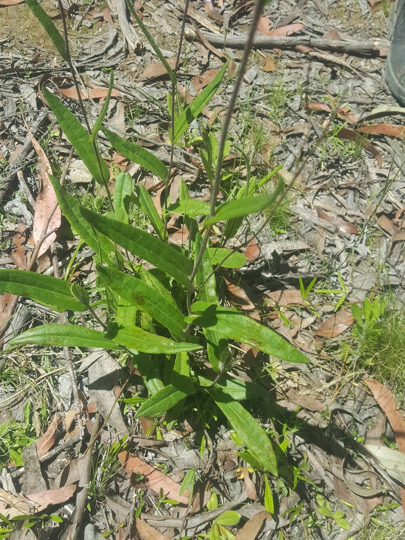 Podolepis neglecta photo 8