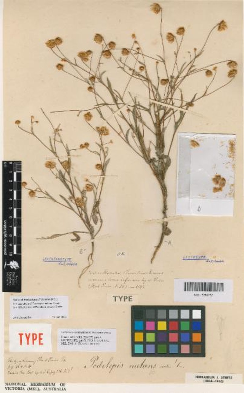 Podolepis nutans