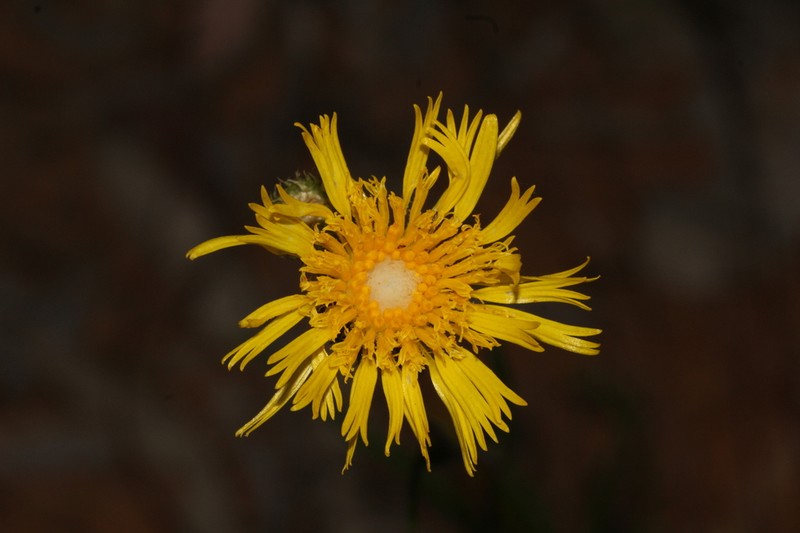 Podolepis omissa photo 2