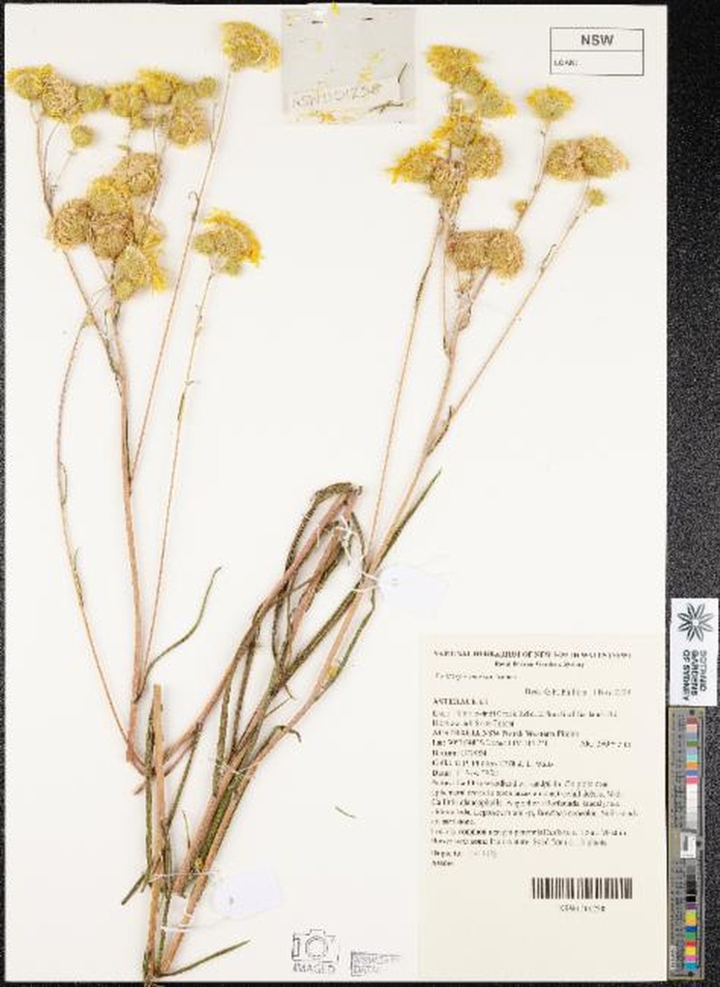 Podolepis omissa photo 3