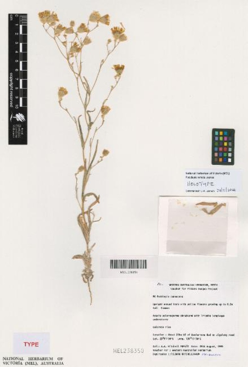Podolepis remota