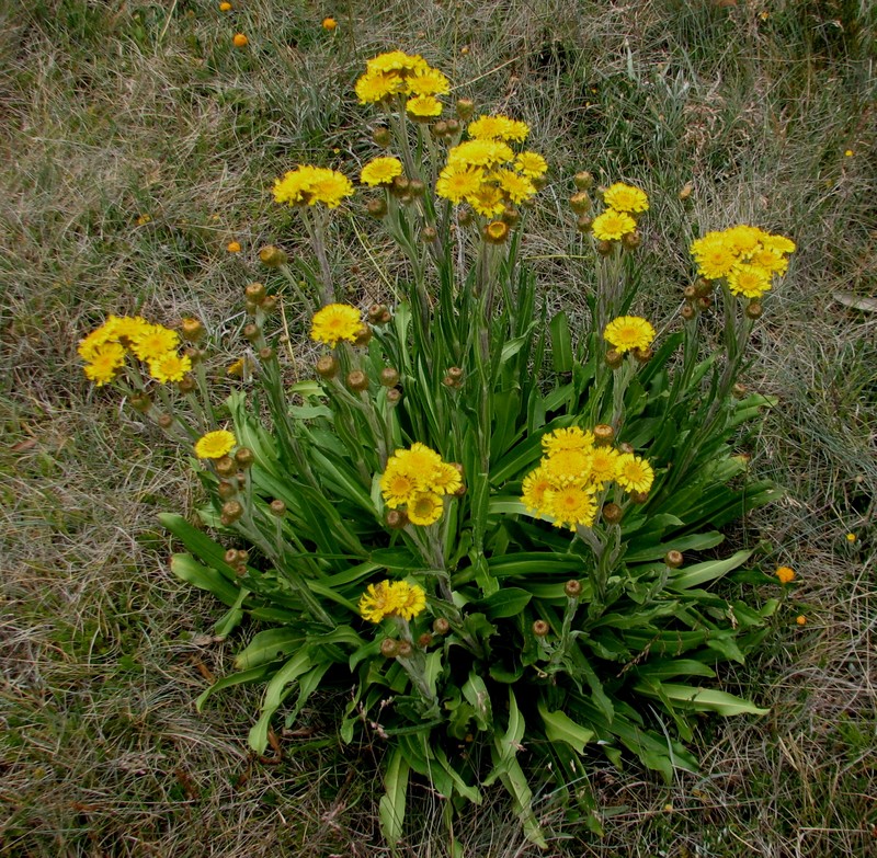 Podolepis robusta