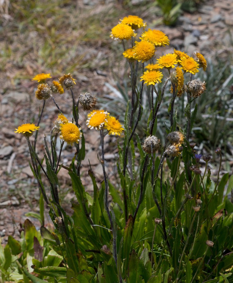 Podolepis robusta photo 2