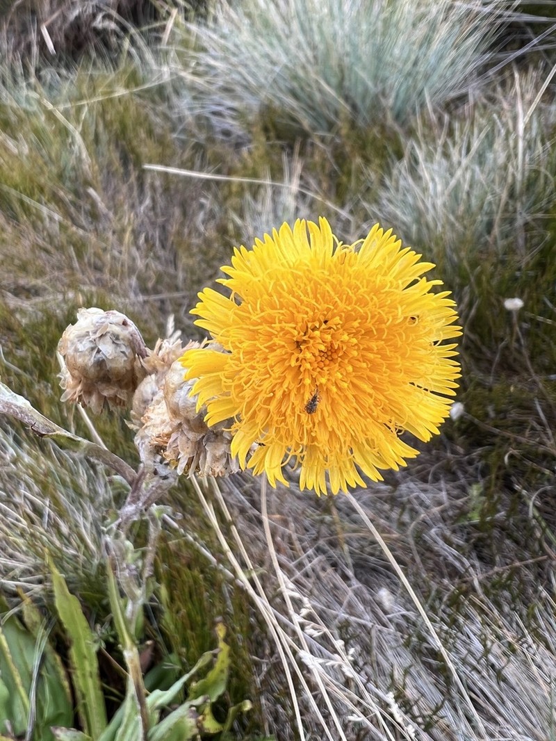 Podolepis robusta photo 3