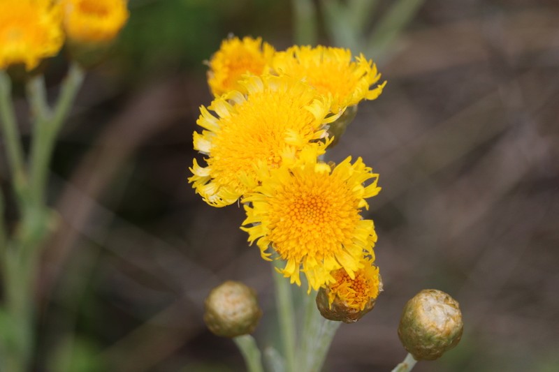 Podolepis robusta photo 4