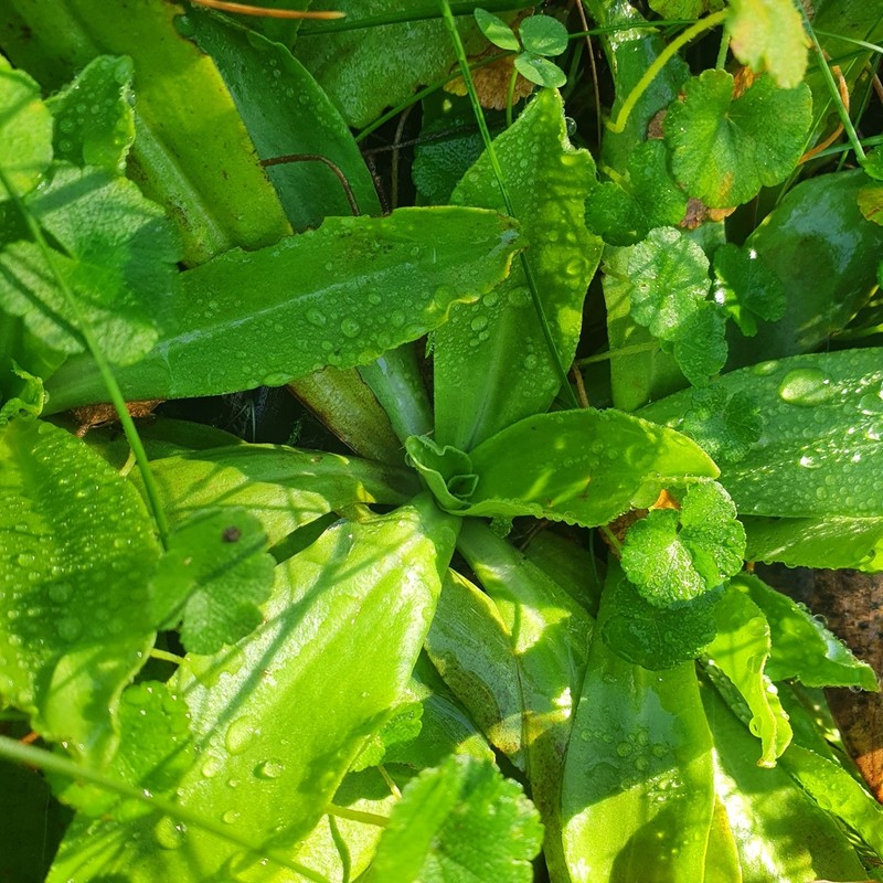 Podolepis robusta photo 5