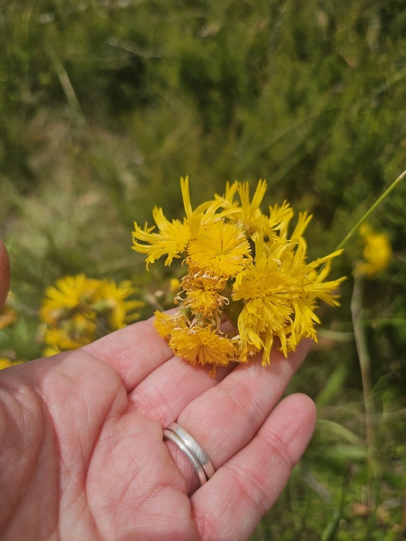 Podolepis robusta photo 6