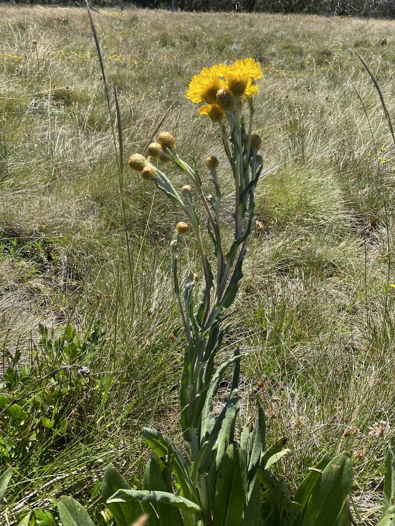 Podolepis robusta photo 7