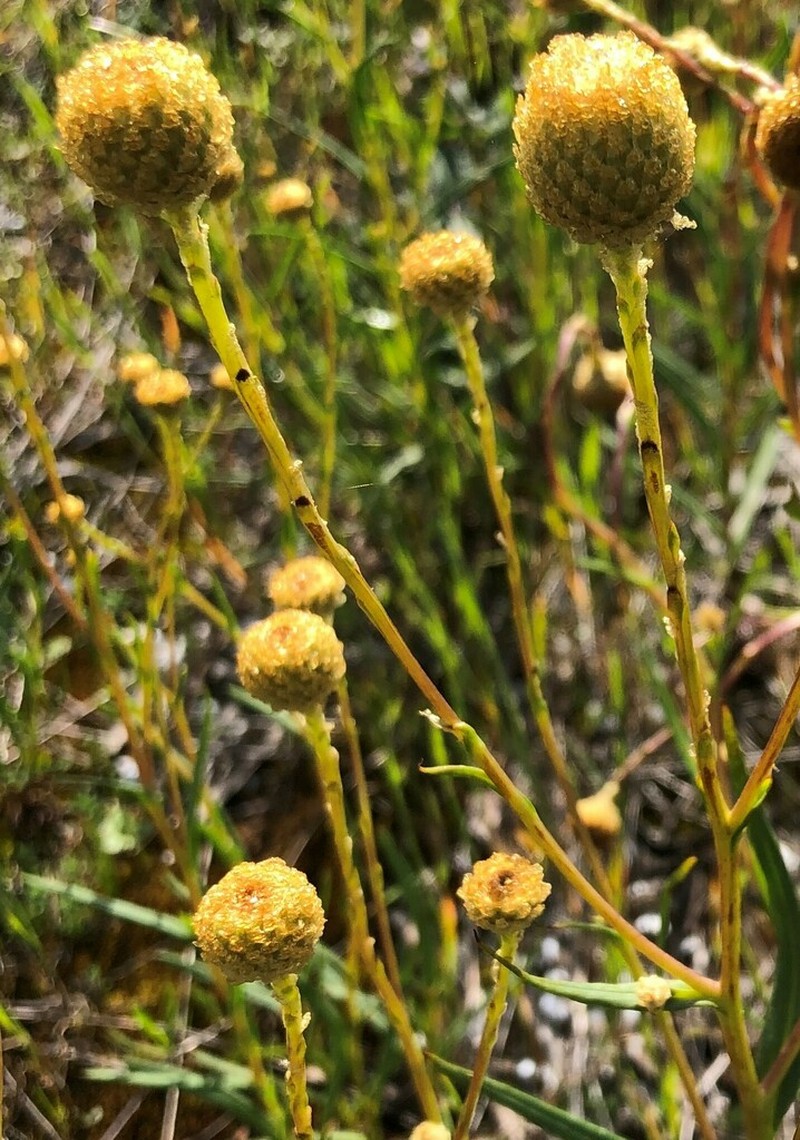 Podolepis rugata