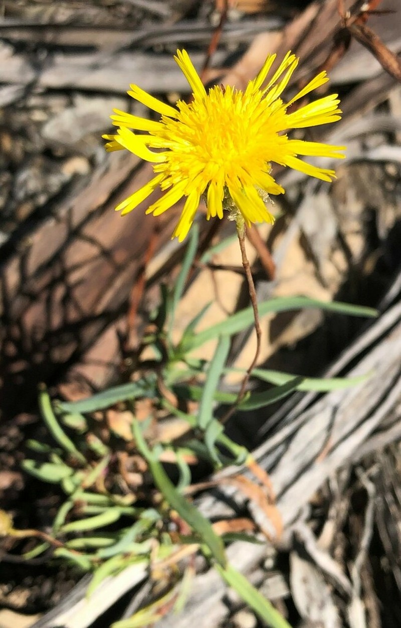 Podolepis rugata photo 2