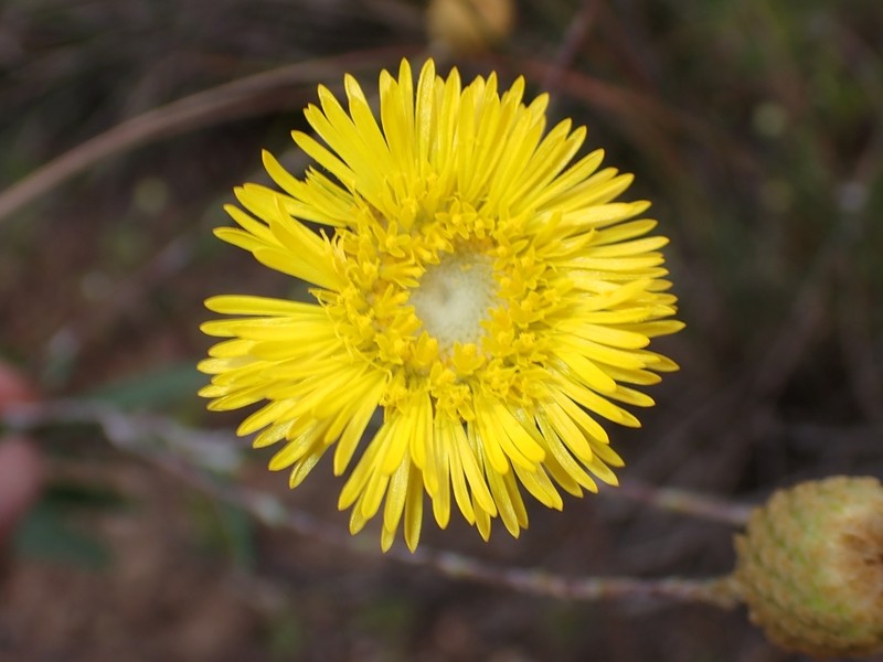 Podolepis rugata photo 3