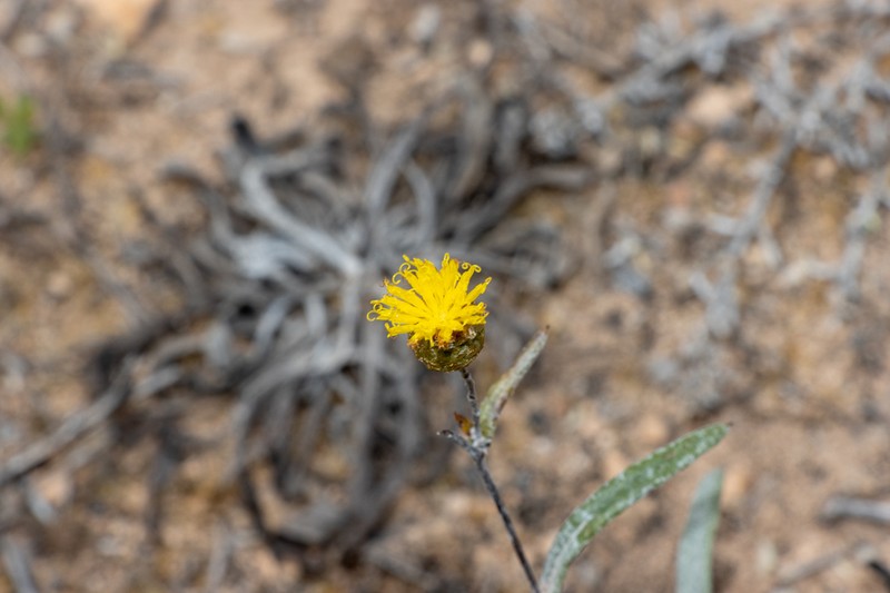 Podolepis rugata photo 6
