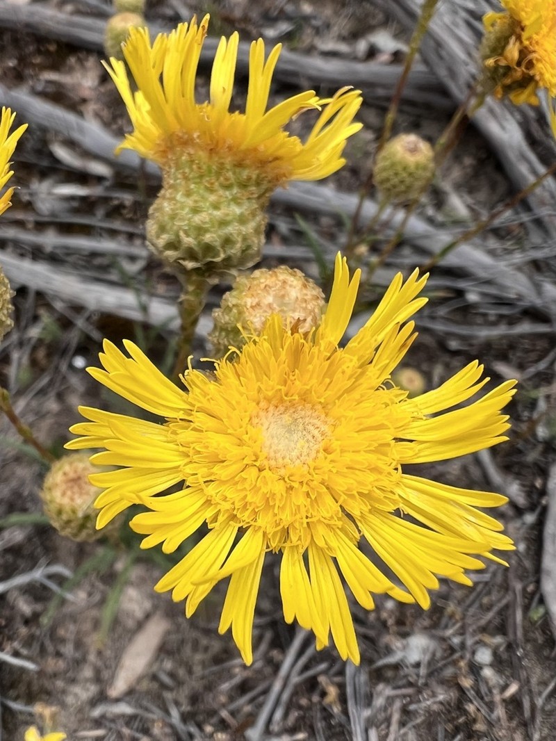 Podolepis rugata photo 7