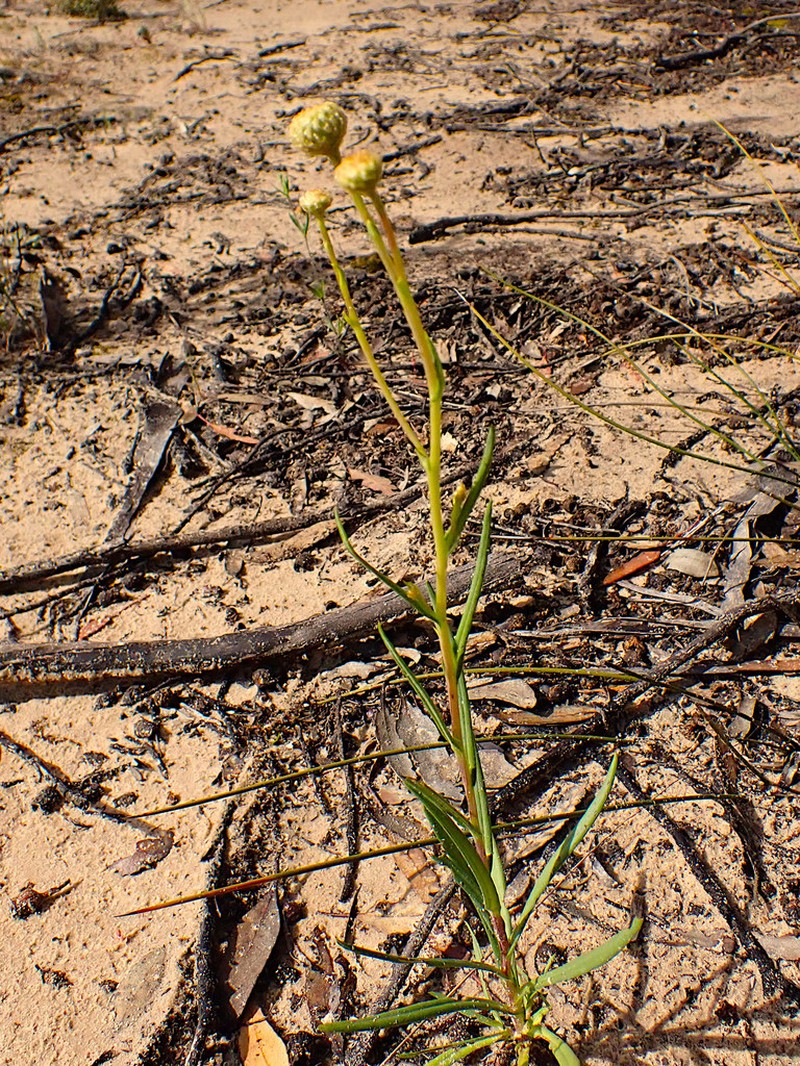 Podolepis rugata photo 8