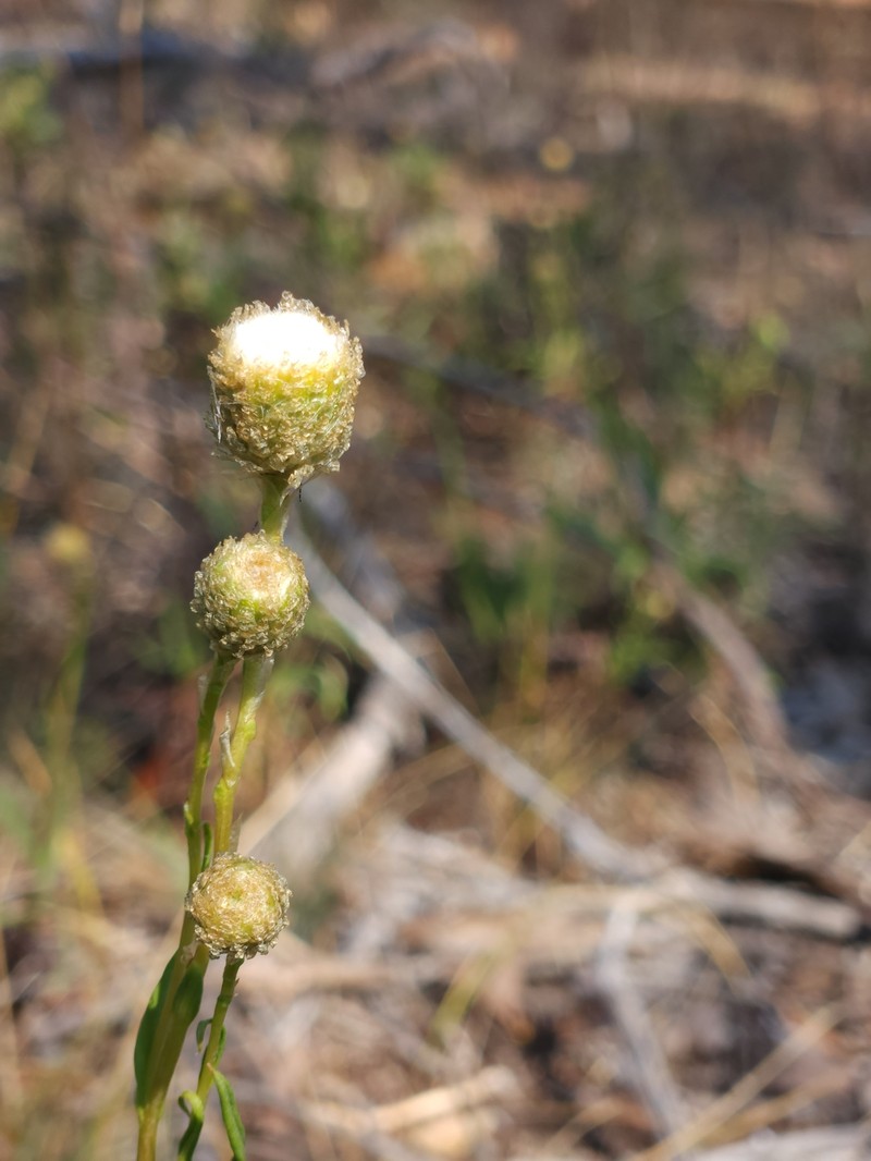 Podolepis rugata subsp. glabrata