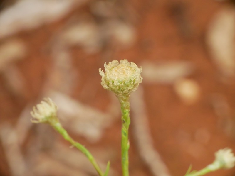 Podolepis rugata subsp. glabrata photo 2