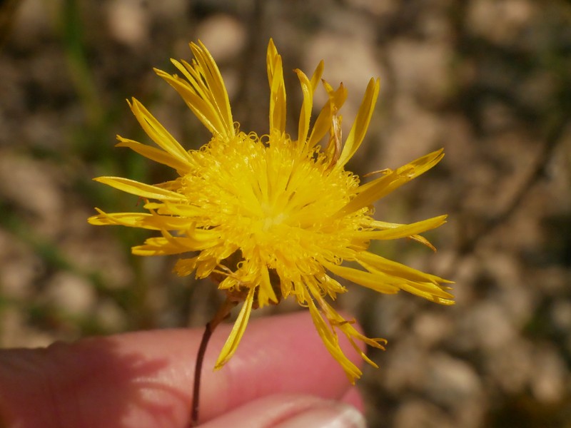 Podolepis rugata subsp. glabrata photo 3