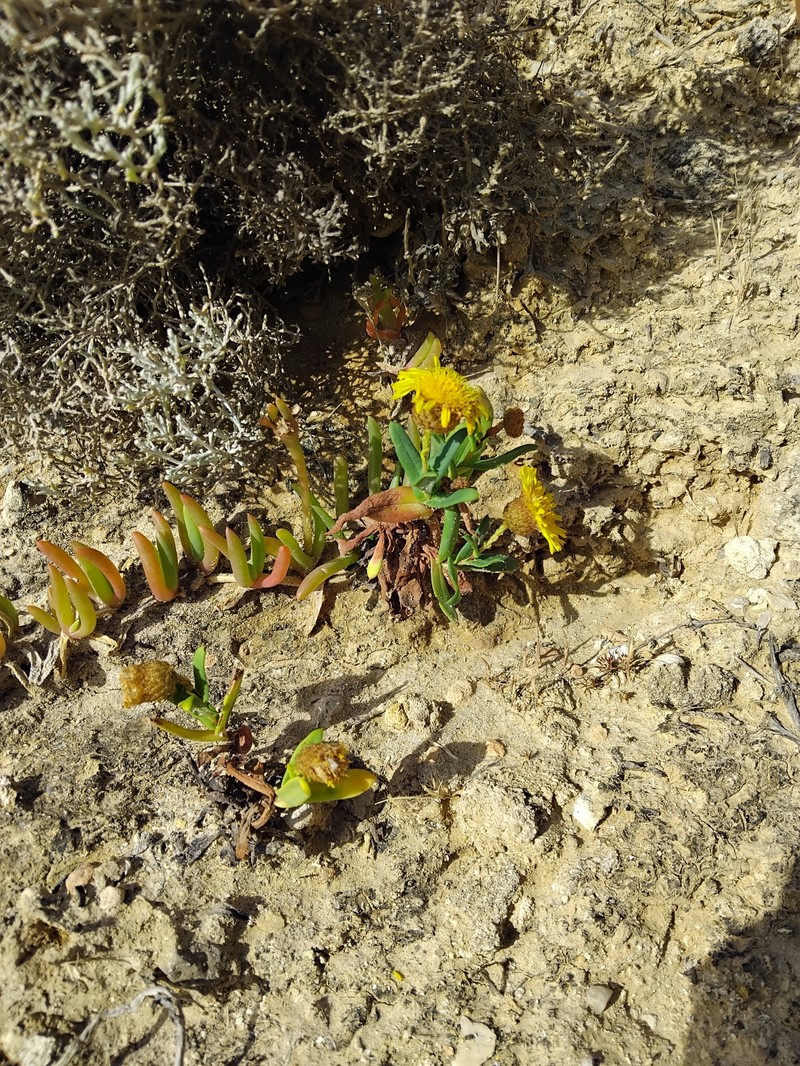 Podolepis rugata subsp. littoralis photo 3