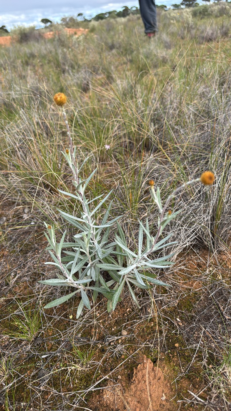 Podolepis rugata subsp. rugata