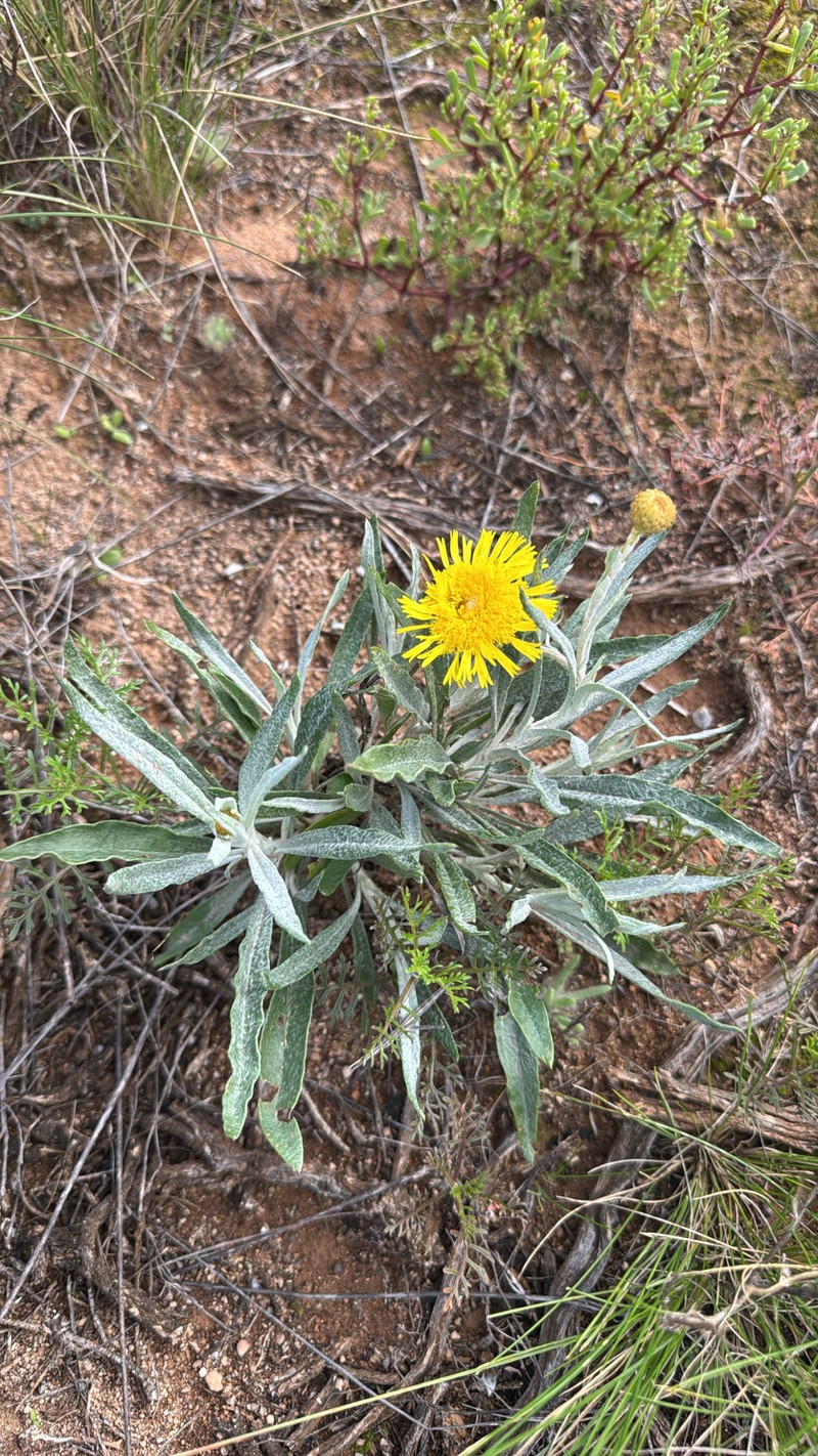 Podolepis rugata subsp. rugata photo 2