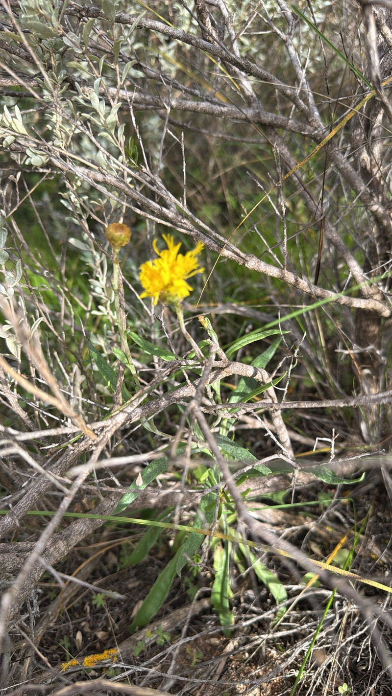 Podolepis rugata subsp. rugata photo 3