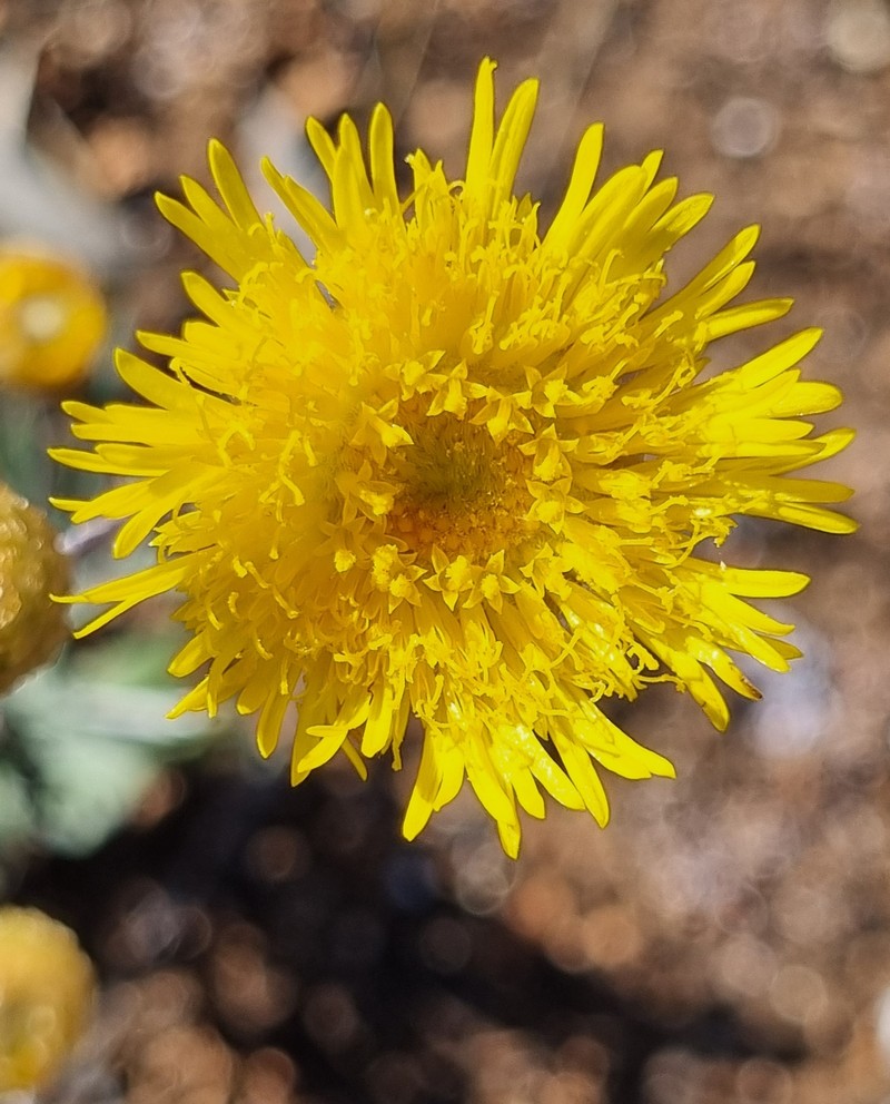 Podolepis rugata subsp. rugata photo 4