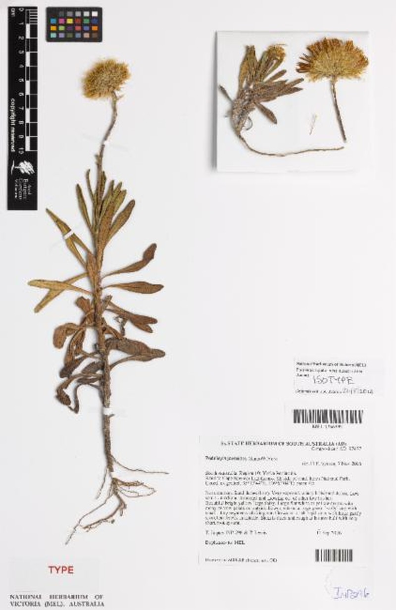 Podolepis rugata subsp. trullata