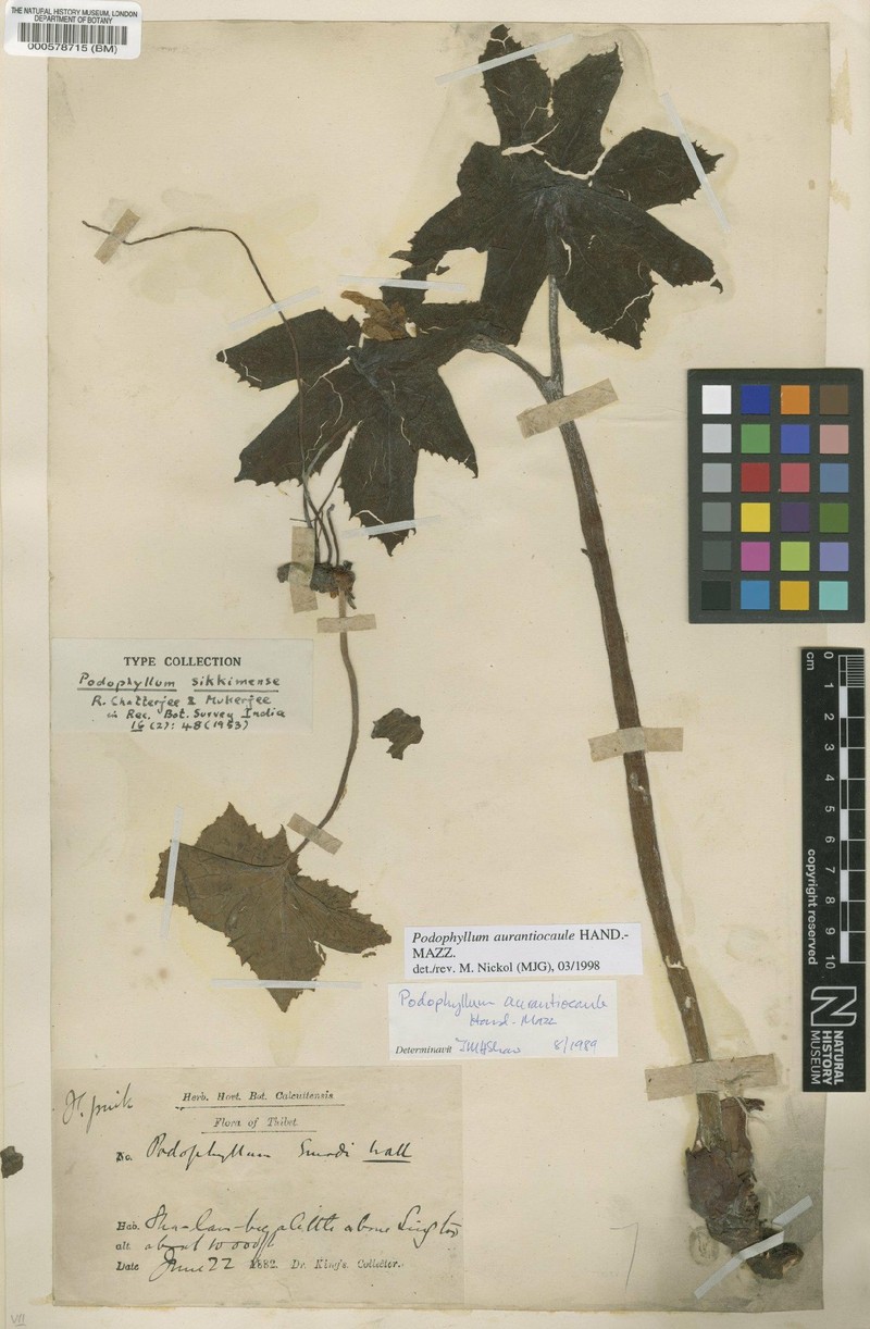 Podophyllum aurantiocaule photo 2