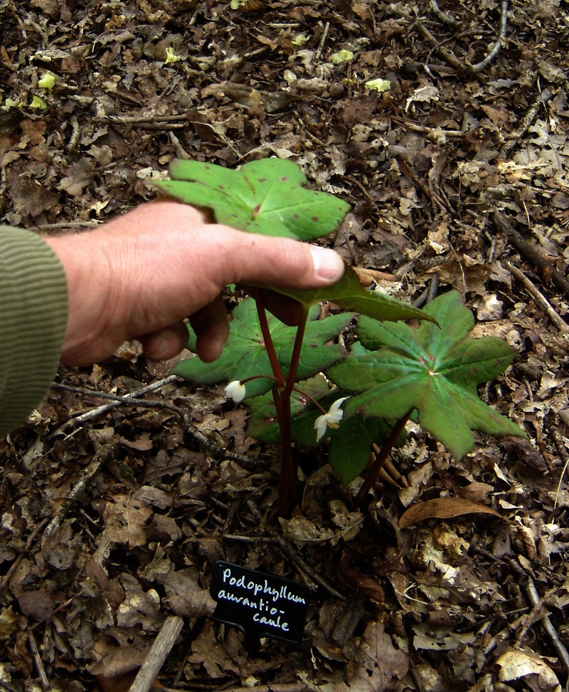 Podophyllum aurantiocaule