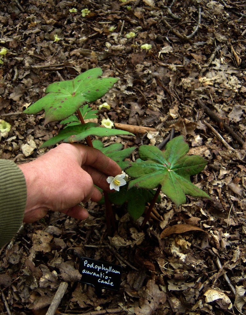 Podophyllum aurantiocaule photo 3