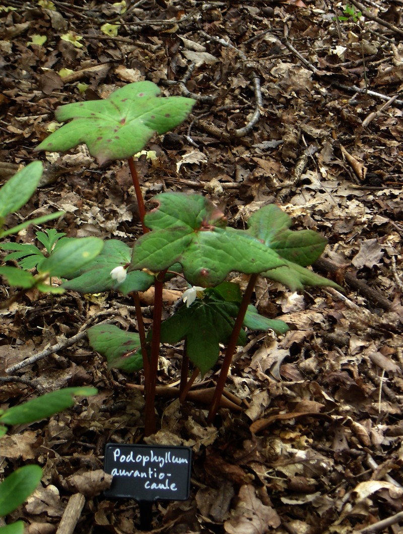 Podophyllum aurantiocaule photo 4