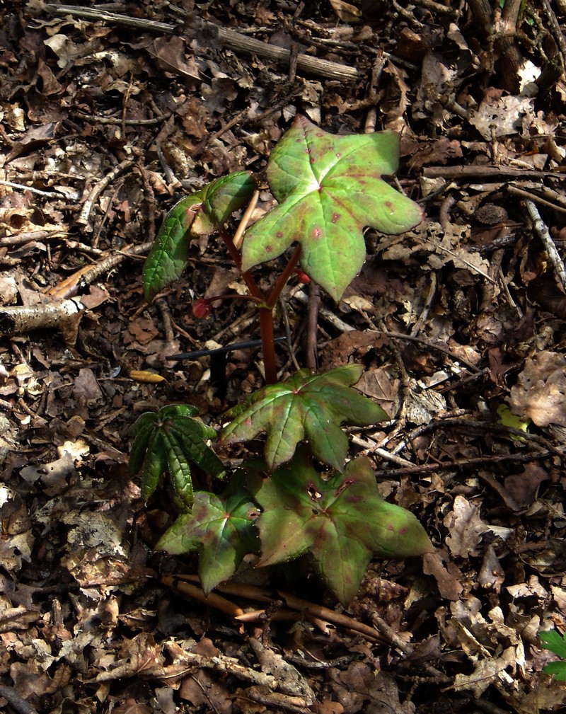 Podophyllum aurantiocaule photo 5