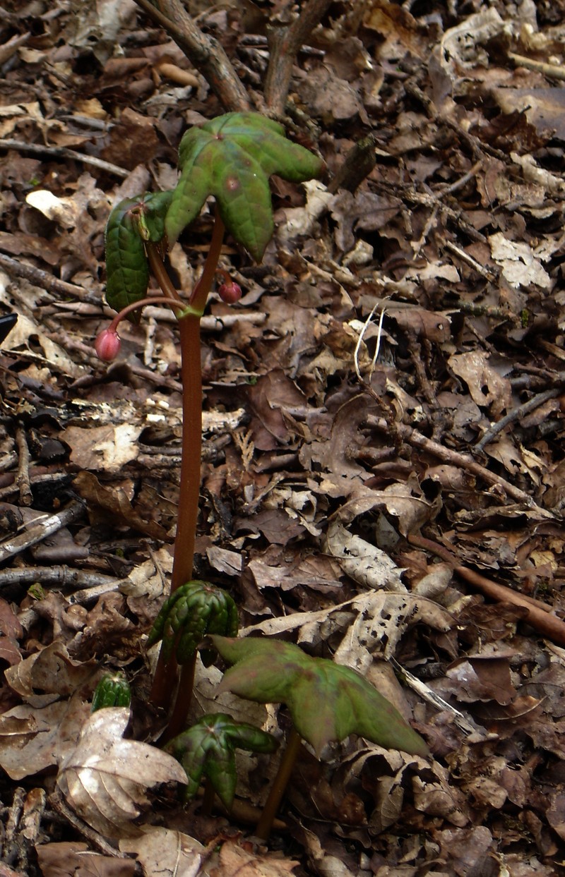 Podophyllum aurantiocaule photo 6