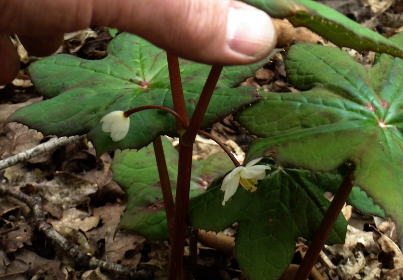Podophyllum aurantiocaule photo 7