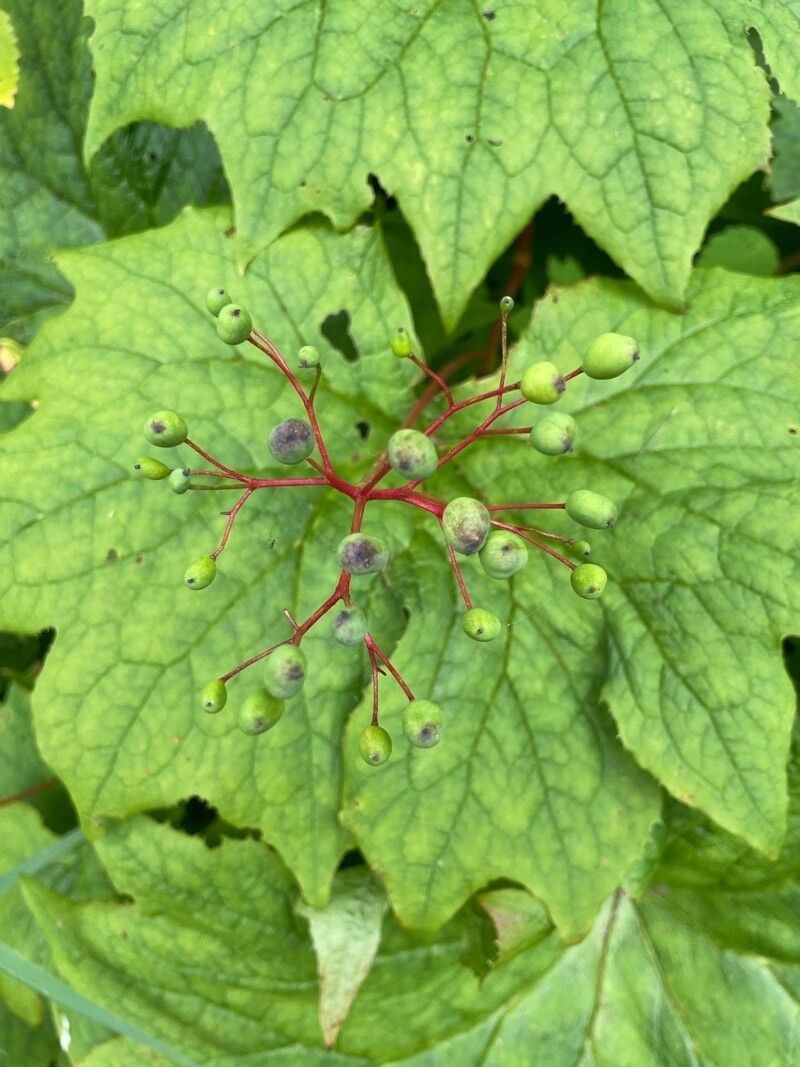 American Umbrellaleaf
