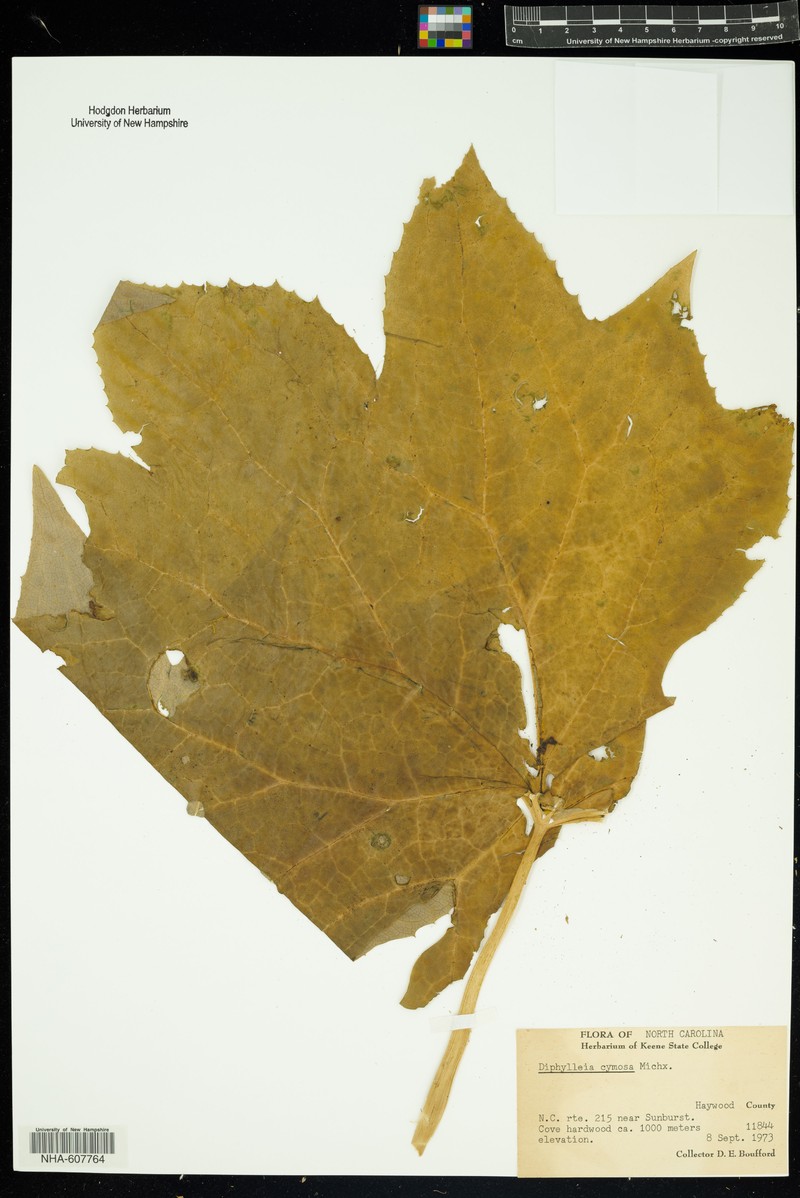 American Umbrellaleaf photo 3