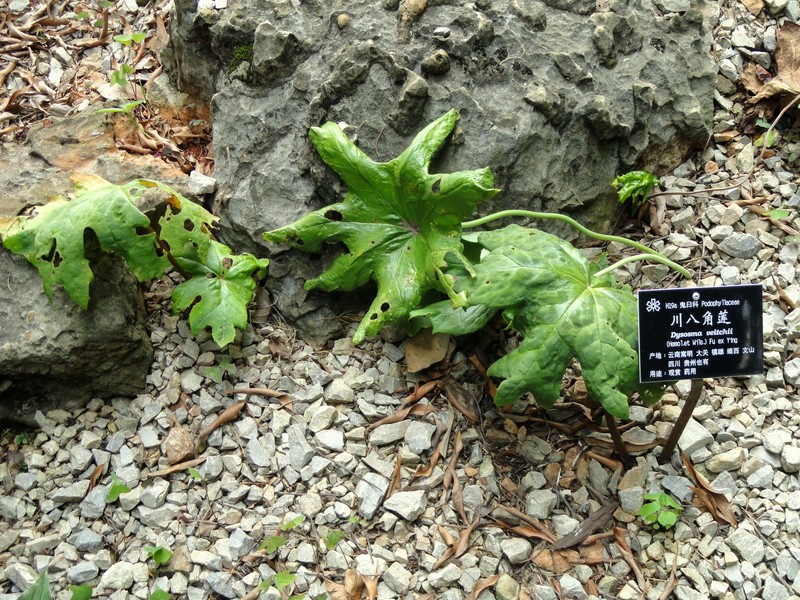 Podophyllum delavayi